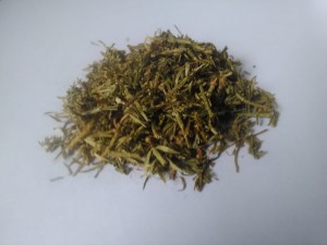 Widłak ziele widłaka (Lycopodium clavatum....) 200g - Dary Podlasia