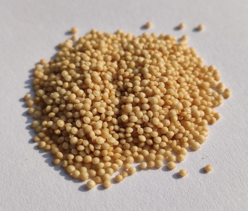 AMARANTUS ZIARNO.jpg