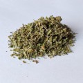 DAMIANA.jpg