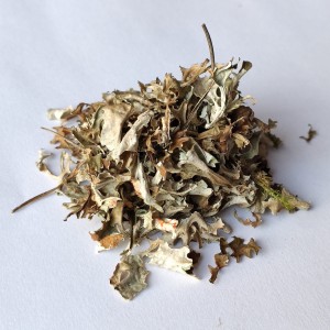 Porost islandzki (Tarczownica - Płucnica) 50g  (Cetraria islandica (L.) Ach.....) - Dary Podlasia
